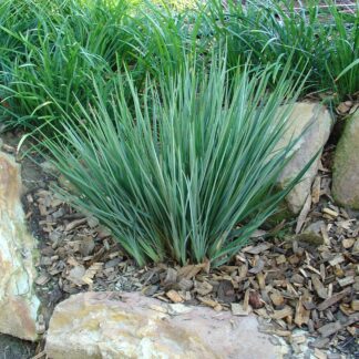Dianella Little Rev™