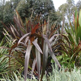 Dianella Blaze™