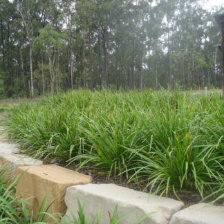 Lomandra TropicBelle™