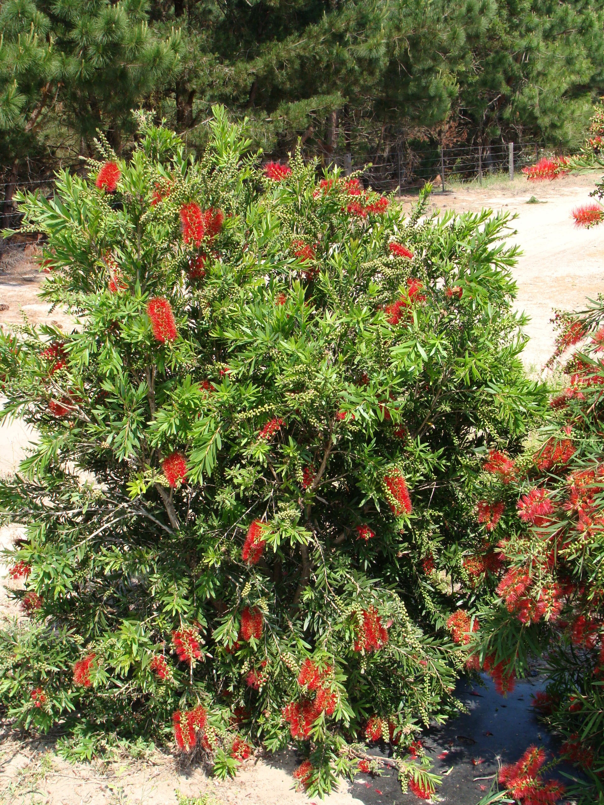 Callistemon MacArthur™ - Dig Plant Company