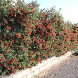 Callistemon Slim™