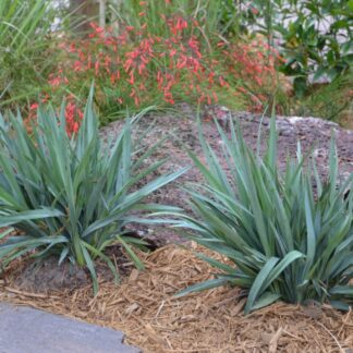 Dianella Cassa Blue™