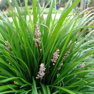 Liriope Isabella™