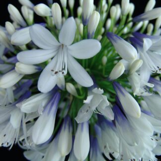 Agapanthus Queen Mum™