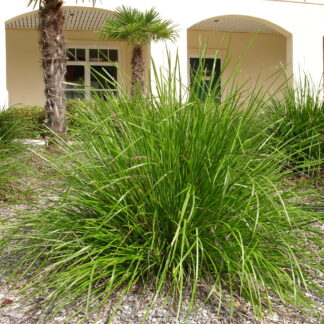 Lomandra Katrinus Deluxe™