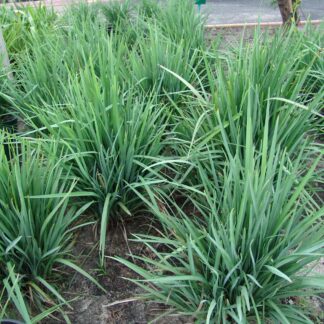 Dianella King Alfred™