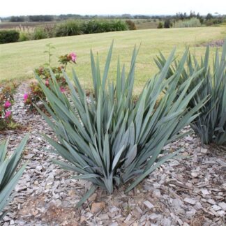 Dianella BluTopia™