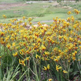Anigozanthos Gold Velvet™