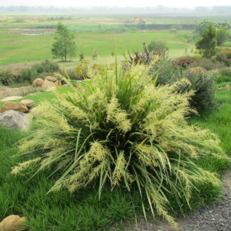 Lomandra Katie Belles™