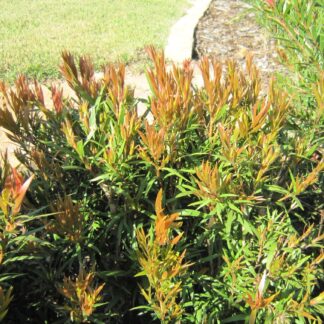 Callistemon Scarlet Flame™
