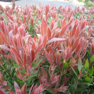 Callistemon Red Alert™