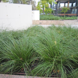 Lomandra Breeze™