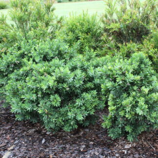 Callistemon Better John™