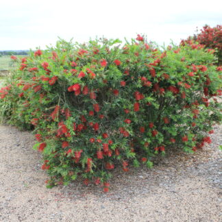 Callistemon MacArthur™
