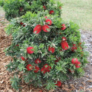 Callistemon Green John™