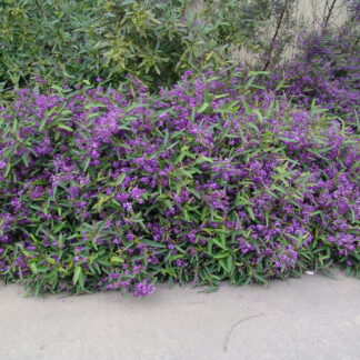 Hardenbergia Meema™