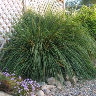 Lomandra Nyalla™