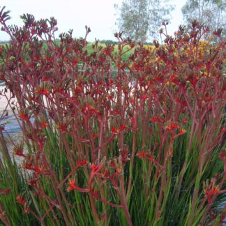 Anigozanthos Regal Velvet™