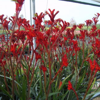Anigozanthos Ruby Velvet™