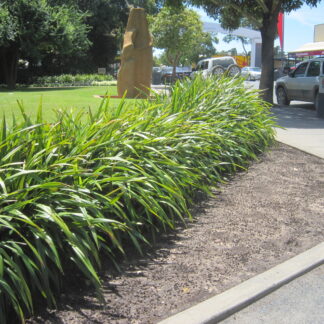 Dianella Tasred™