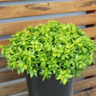 Abelia Little Gold™