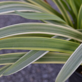 Agapanthus Pacific Sunset™