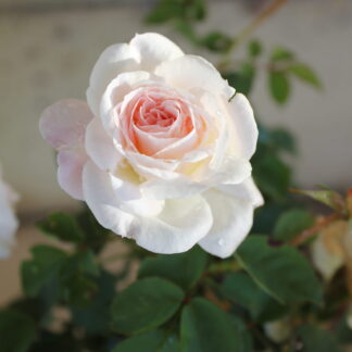 Brindabella Touch of Pink™