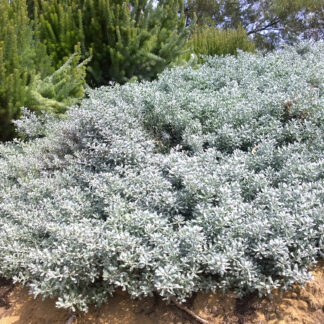 Eremophila Grey Horizon™