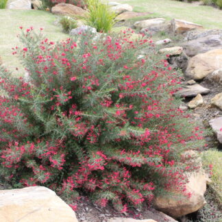 Grevillea Crimsonvillea™