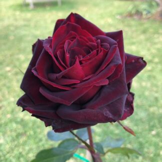Brindabella Crimson Knight™
