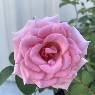 Brindabella Pink Princess™