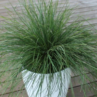Lomandra Baby Breeze™