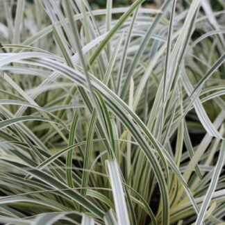 Lomandra Great White™