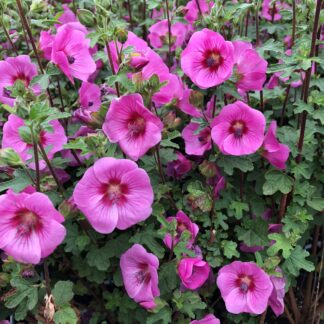 Anisidontea Mirembe™