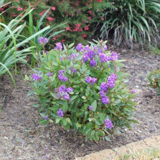 Hardenbergia Mini Meema™