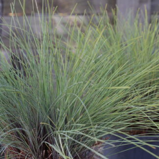 Lomandra Pacific Sky™