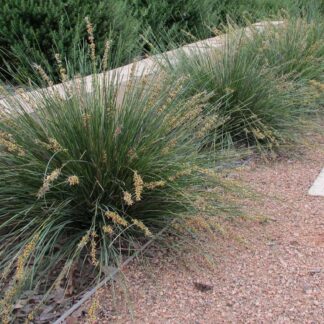 Lomandra Shara™