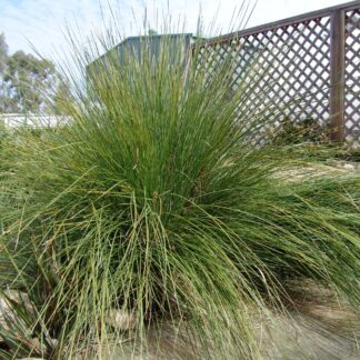 Lomandra Wingarra™