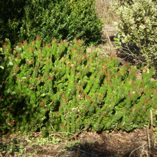 Callistemon Red Rover™