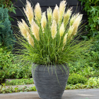 Cortaderia Tiny Pampa™
