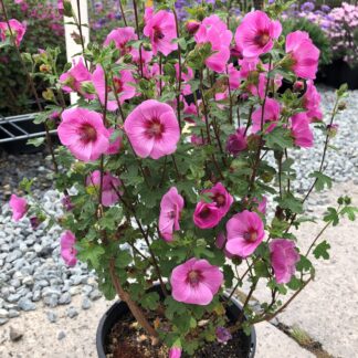 Anisidontea Dayo™