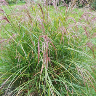 Miscanthus Mist Maiden™