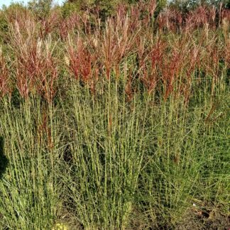 Miscanthus Sunlit Satin™