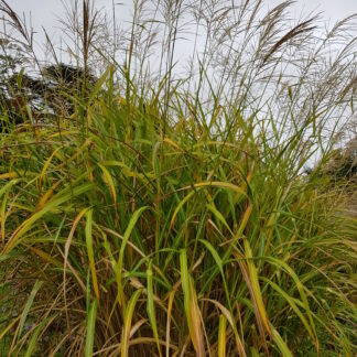 Miscanthus Red Tower™