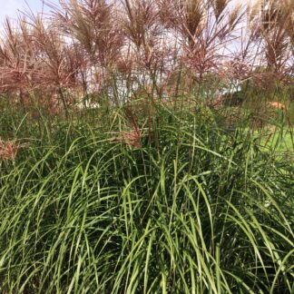Miscanthus Red Zenith™