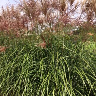 Miscanthus Red Zenith™