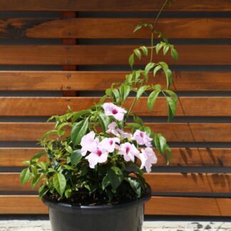 Pandorea Slender Bells Pink™