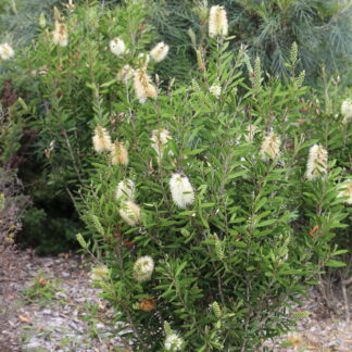 Callistemon Icy Burst™