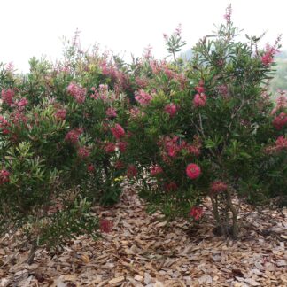 Callistemon Candy Burst™