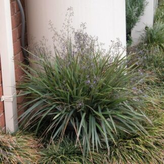 Dianella Big Rev™